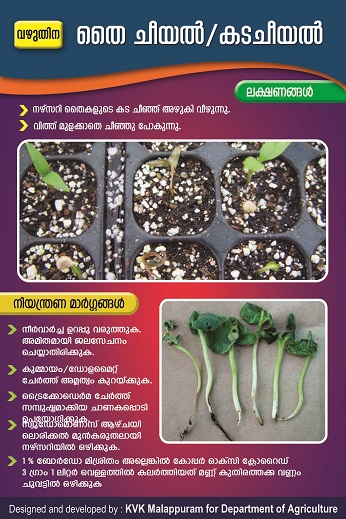 Brinjal Pythium rot poster copy
