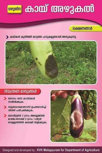 Brinjal phomopsis fruit rot poster copy