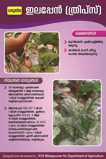 Brinjal thrips poster copy