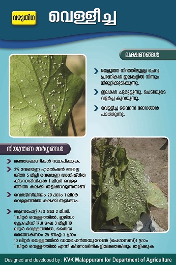Brinjal whitefly poster copy