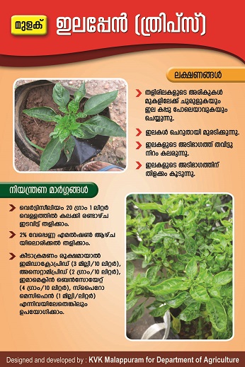 Chilli thrips poster copy