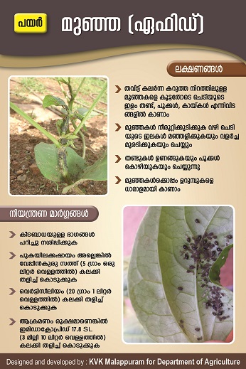 Cow Pea Aphid Poster
