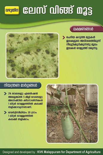 Lace wing bugs poster copy
