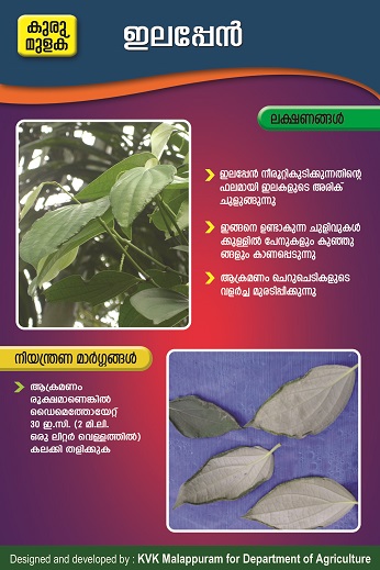 Poster leaf gall thrips