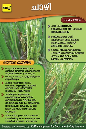 Rice Bug Poster copy