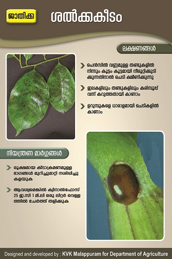 Scale insects Poster