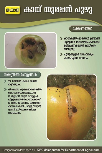 Tomato fruit borer poster copy