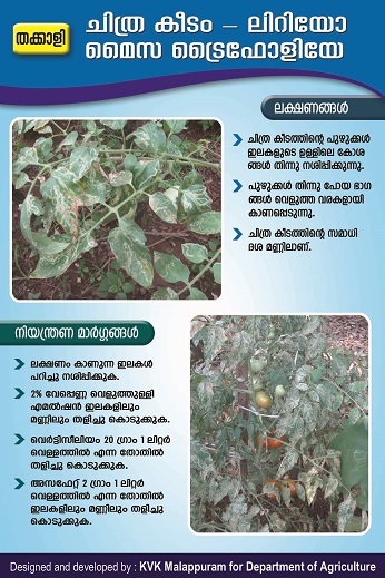 Tomato leaf miner poster copy